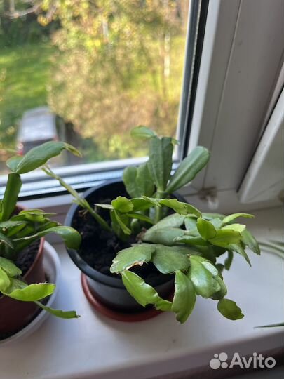 Цветок декабрист (шлюмберга)