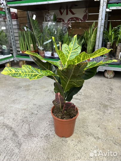 Кодиеум экселлент