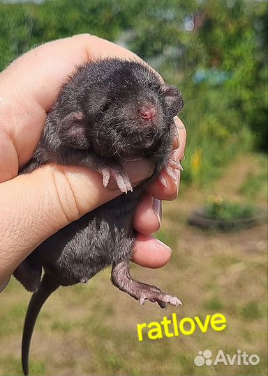 Крысята кудряшки