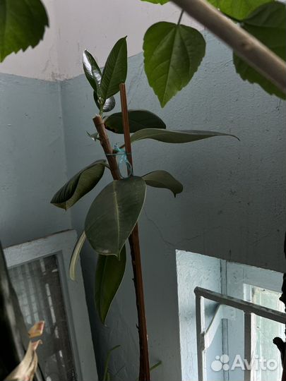 Домашние цветы