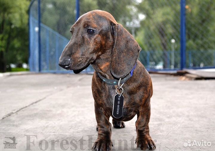 Щенок стандартной таксы тигрового окраса - РКФ