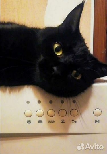 Молодая кошка Шеба