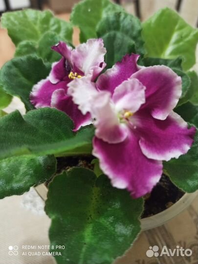 Фиалка цветущая