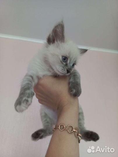 Отдам котенка в добрые руки