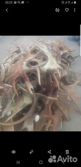 Рога лося оленя на Вес Пермь (Реrm Horns)