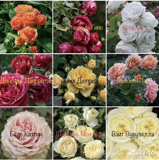 Саженцы роз