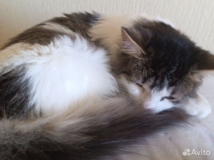 Кошка в дар