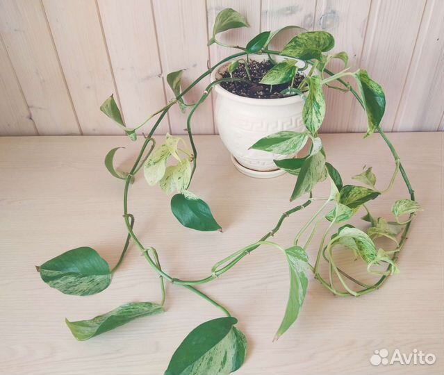 Эпипремнум Голден Квин (Golden Queen)