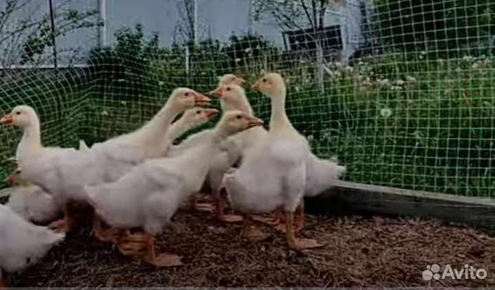 Гусята от 3 недель и выше