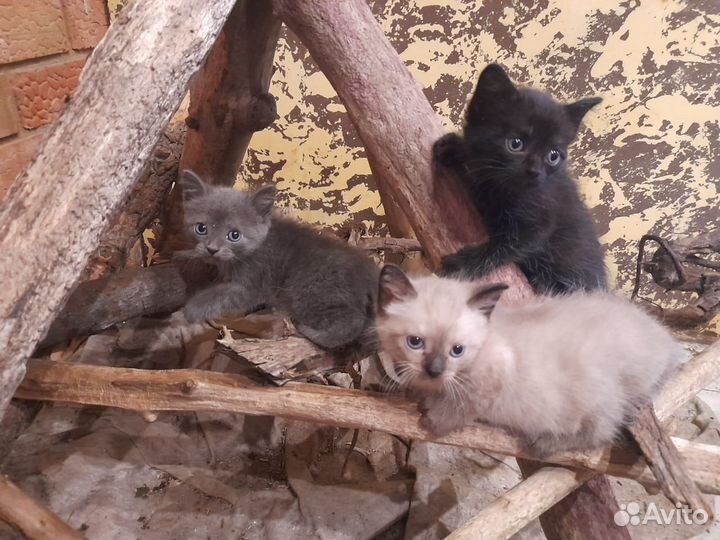 Котята в добрые руки