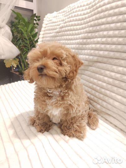 Мальтипу мини