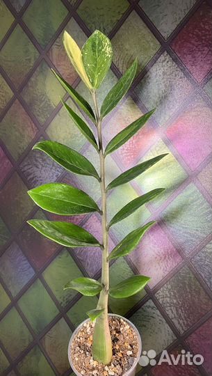 Замиокулькас вариегатный шорт лив