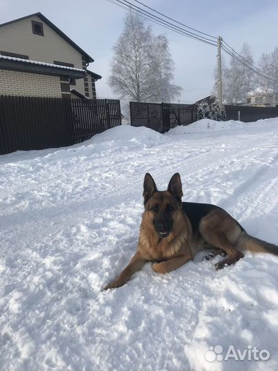 Немецкая овчарка вязка