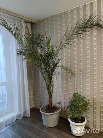 Комнатное растение Финиковая пальма 2,5 метра 7лет купить в ...