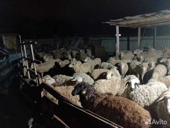 Овцы бараны ягнята