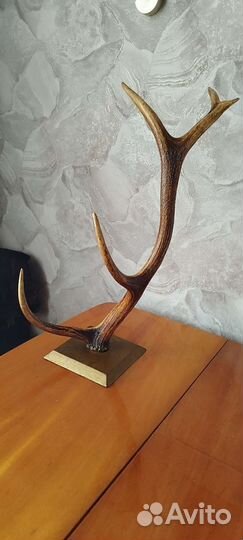 Продам рога оленя