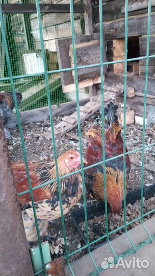 Петухи породы брама