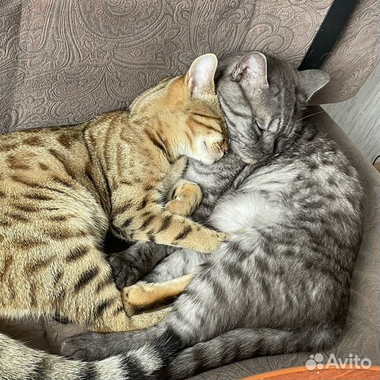 Кошки в добрые руки