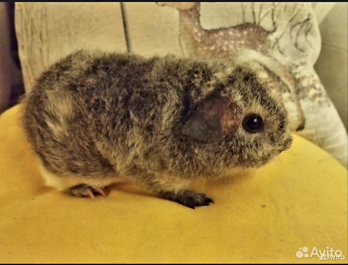 Амер Тедди агути, с вкраплением рыжего