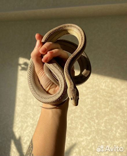 Маисовый полоз