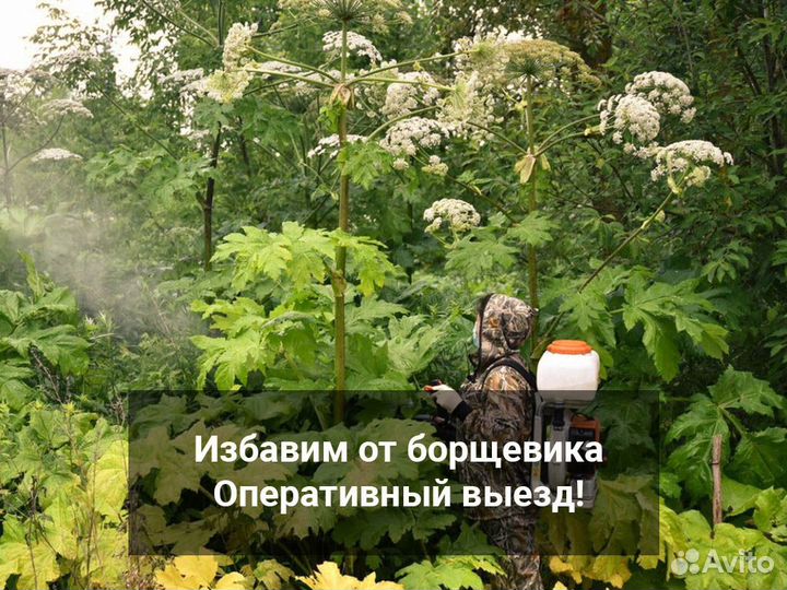 Обработка от клопов и тараканов Кротов Крыс Мышей