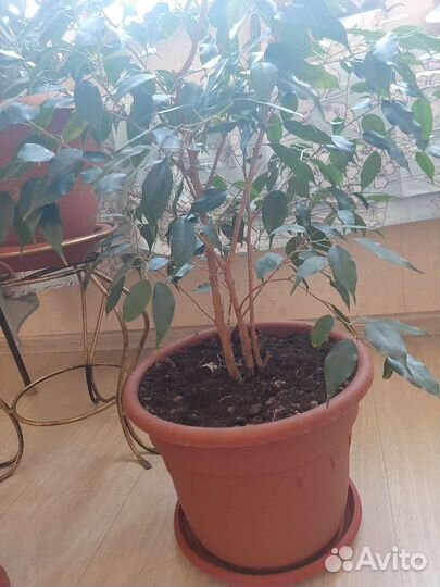 Фикус бенджамина большой