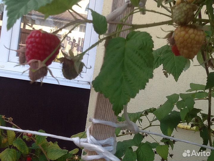 Саженцы ежевики садовой и ремонтантной малины