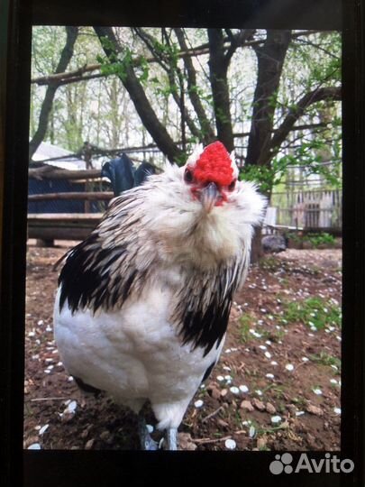 Петушки, цыплята Бентамки, Антверпенская бородатая