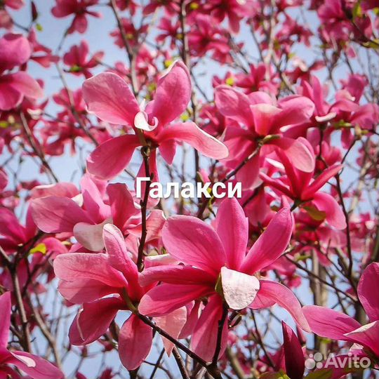 Магнолии Суланжа 8сортов