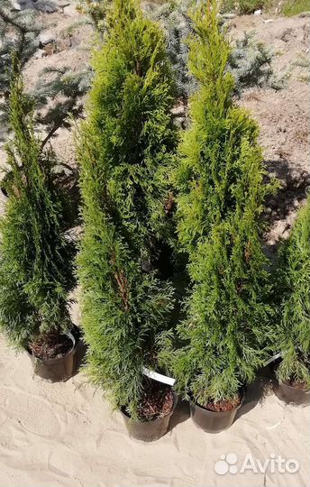 Туя западная