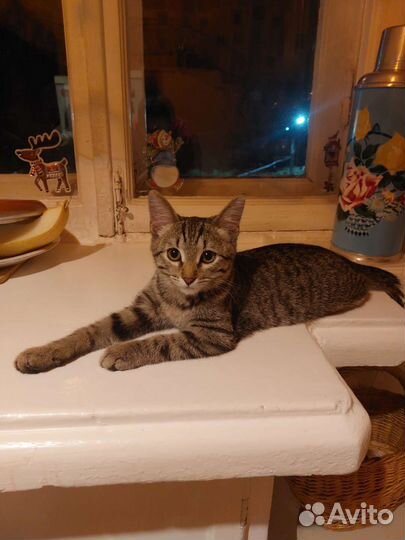 Котенок мальчик 5-6 мес