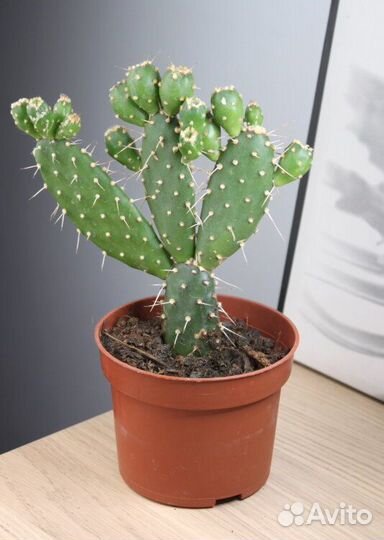 Цветок долларовый