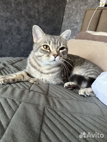 Кошка в дар бесплатно британец
