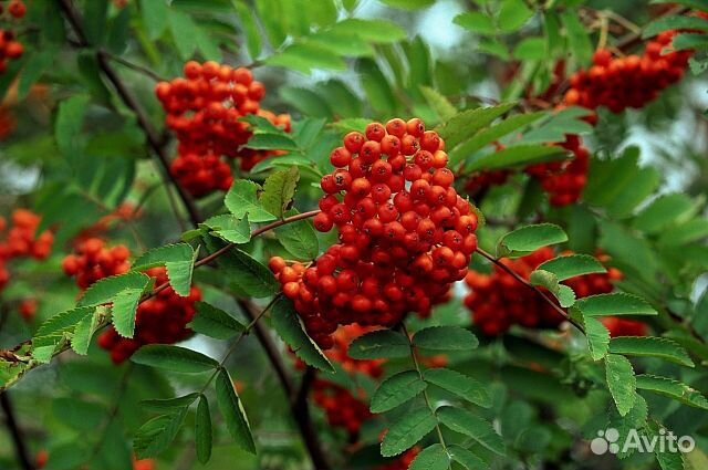 Рябина обыкновенная