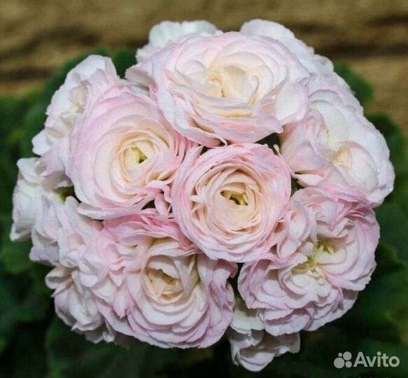 Пеларгония мальта Жемчужная Свадьба