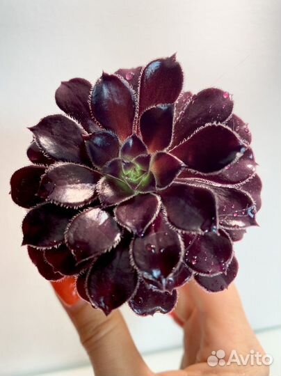 Эониум черный древовидный / отправка почтой