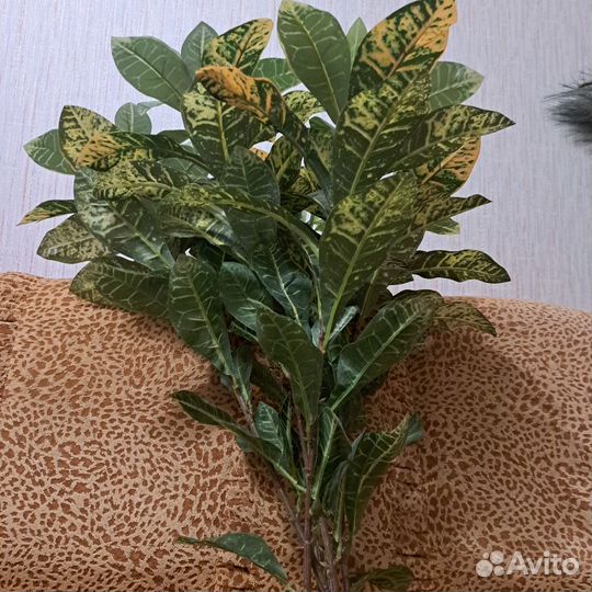 Кротон кодиум искус