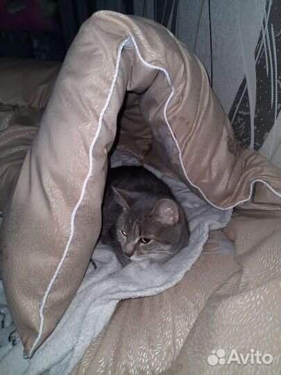 Славная кошечка в Добрую семью