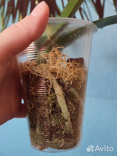 Орхидея фаленопсис детки