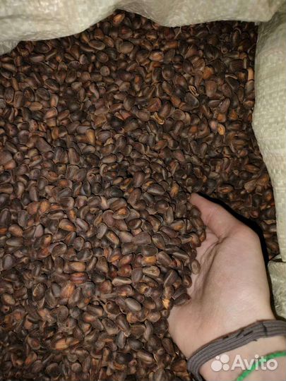 Кедровый орех продам