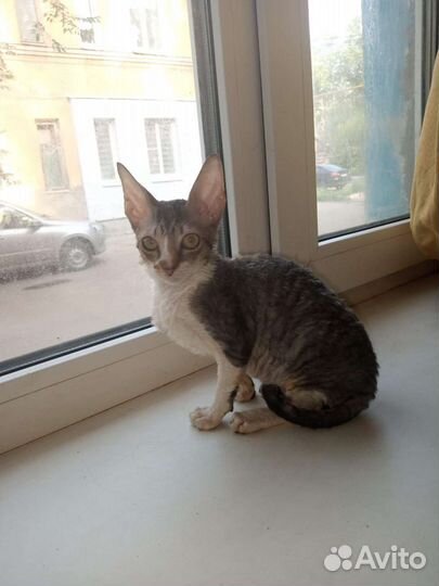 Корниш-рекс, котята
