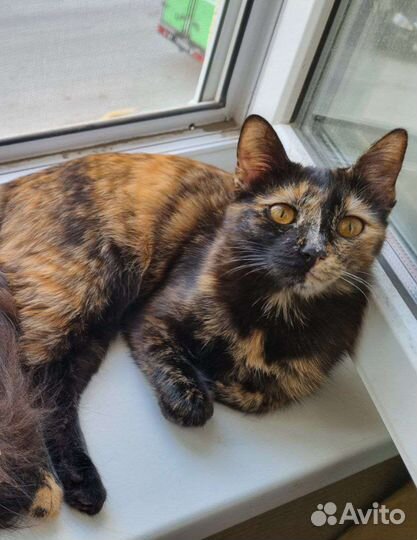 Котёнок подросток ищет дом