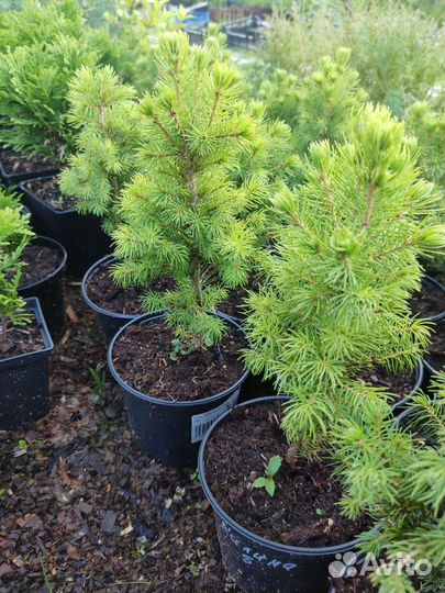 Ель Рейнбоуз энд