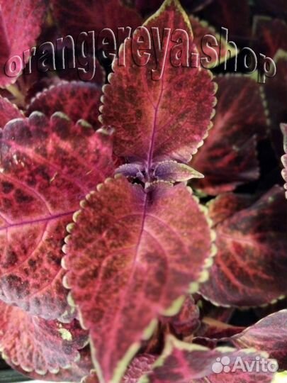 Колеус (много разной расцветки)