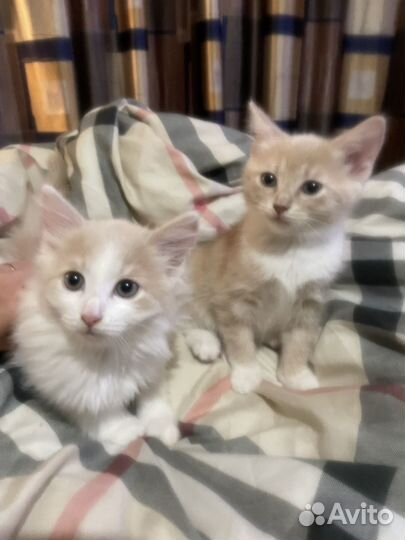 Котята в добрые руки бесплатно