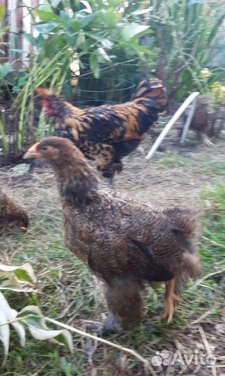 Цыплята брама