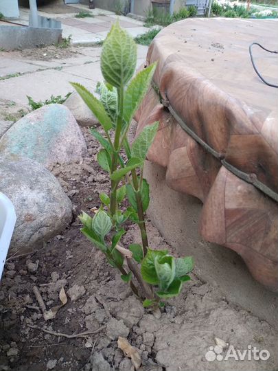 Гортензия Анабель