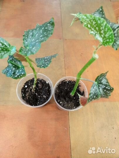 Бегония тамайя