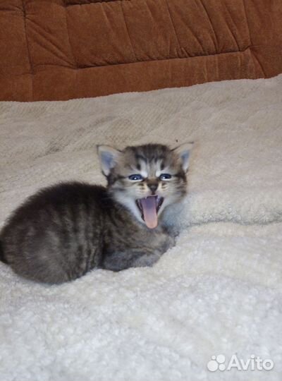 Котёнок