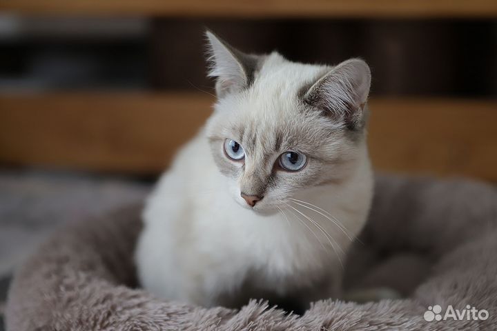 Кошки в добрые руки